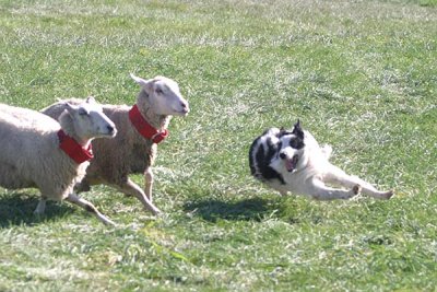 McCloud catches some of the collared sheep trying to escape
