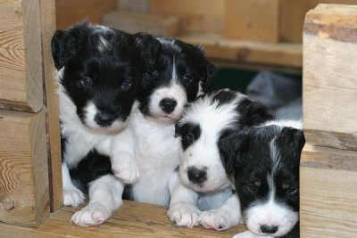 McCloud x Meg pups (DOB:2/16/08)