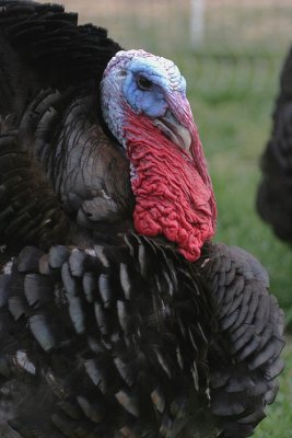 Tom turkey