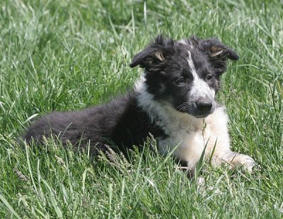 14 weeks old