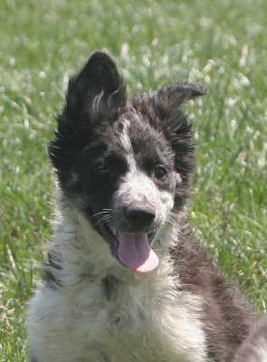 one ear up!