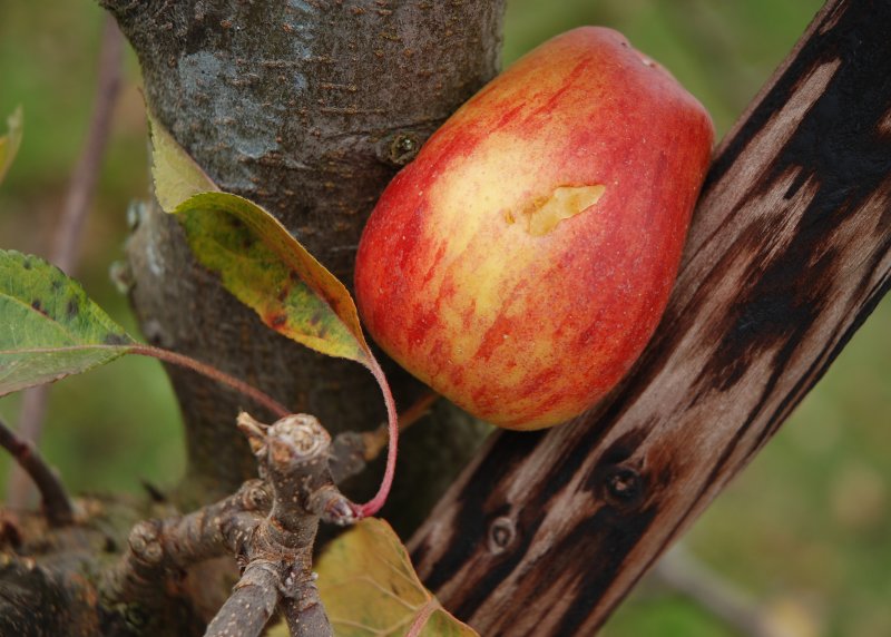 Apple Squash