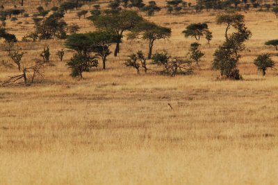 Cheetah in Field-9432.jpg