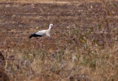 European White Stork-9954.jpg