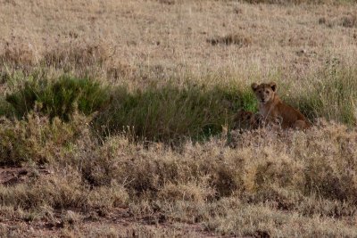 Lion Cubs_9443.jpg