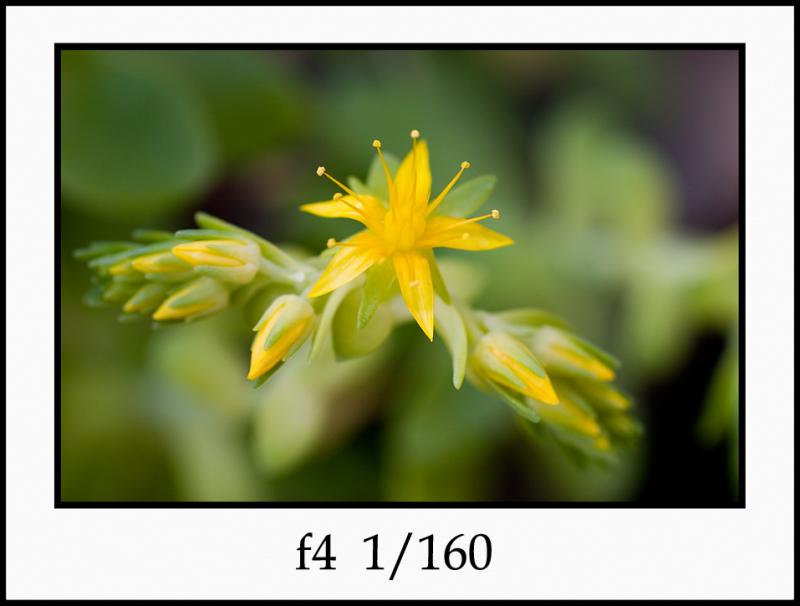 CRW_4671 yellow f4.jpg