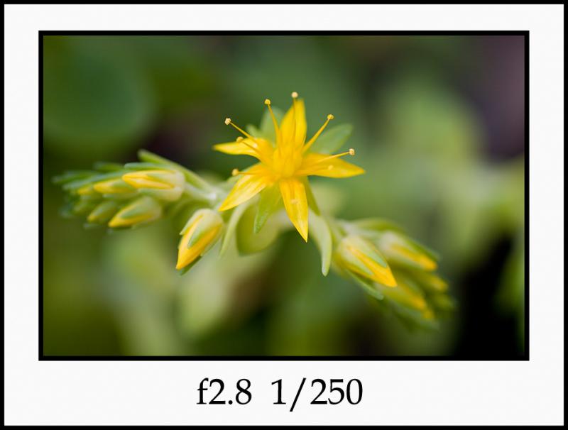 CRW_4672 yellow f2.jpg