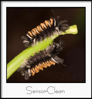sensor.jpg