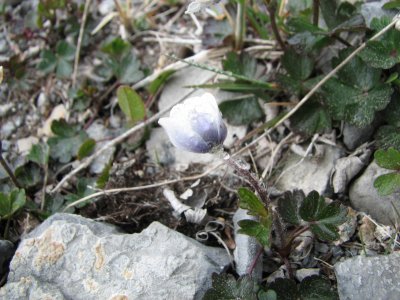 Small-flowered Anemone