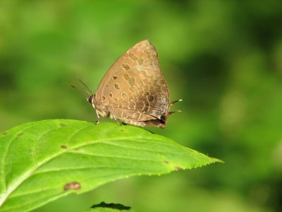 Butterflies in Japan