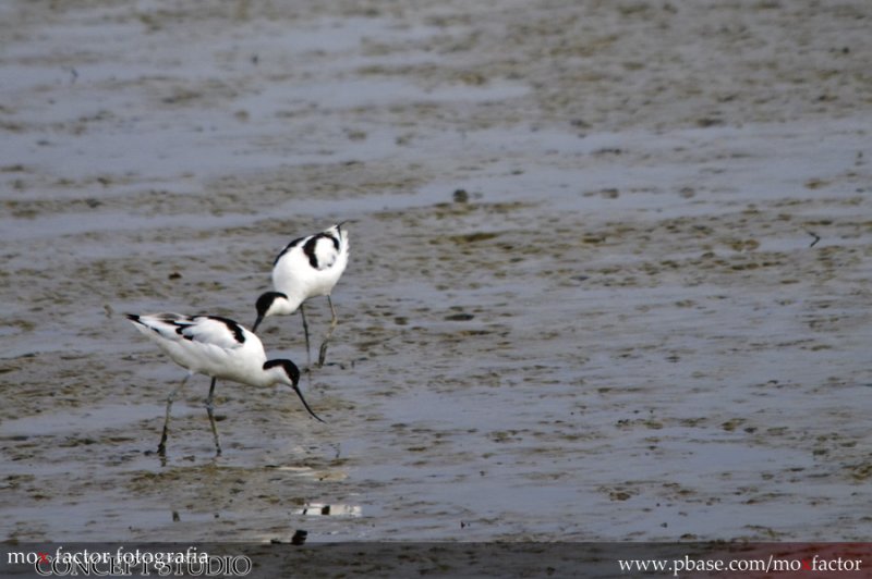 Hong Kong 香港 - 南生圍 Nam Sang Wai - 反嘴鷸 Pied Avocet