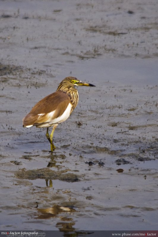 Hong Kong 香港 - 南生圍 Nam Sang Wai - 池鷺 Chinese Pond Heron