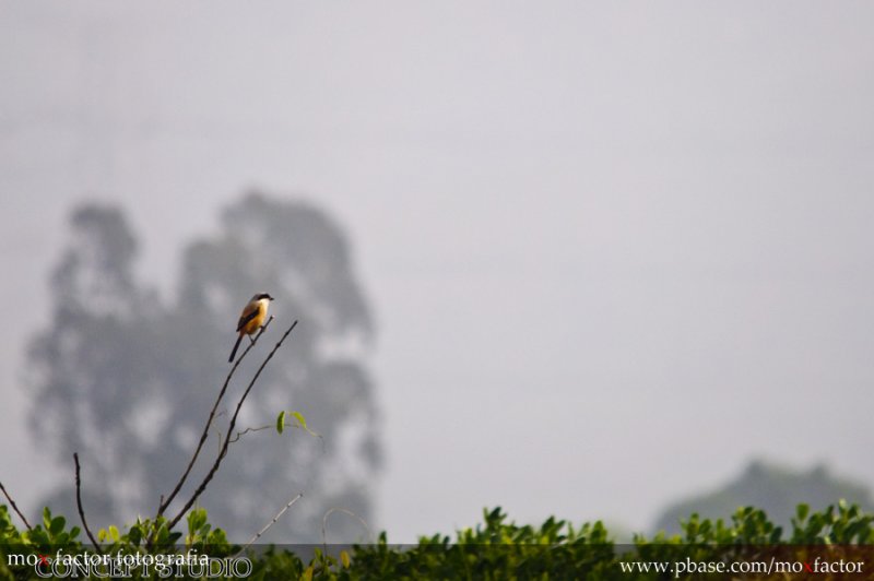 Hong Kong 香港 - 南生圍 Nam Sang Wai - 棕背伯勞  Long-tailed Shrike