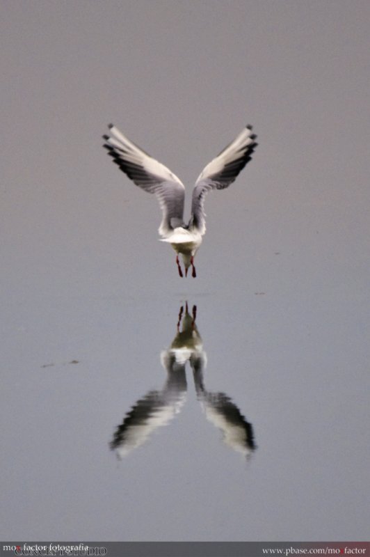Hong Kong 香港 - 塱原 Long Valley - 紅嘴鷗 Black-headed Gull