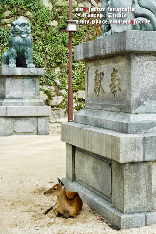Miyajima 宮島 - Deer