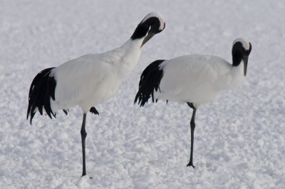 Hokkaido 北海道 - 阿寒国際ツルセンター Akan International Crane Center - Red-crowned Crane (Grus japonensis)