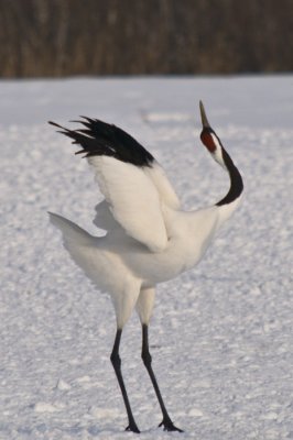 Hokkaido 北海道 - 阿寒国際ツルセンター Akan International Crane Center - Red-crowned Crane (Grus japonensis)