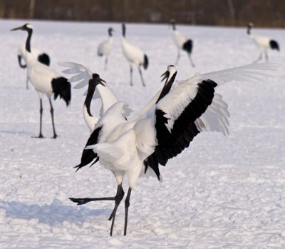 Hokkaido 北海道 - 阿寒国際ツルセンター Akan International Crane Center - Red-crowned Crane (Grus japonensis)