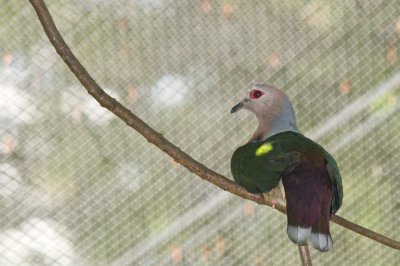 Hong Kong 香港 - 香港公園 Hong Kong Park - Aviary