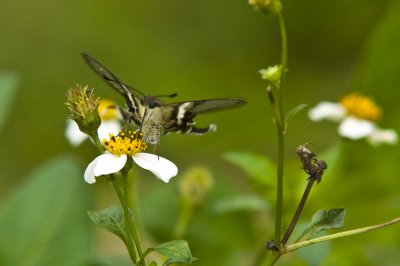 Hong Kong 香港 - 鳳園 Fung Yuen - 燕鳳蝶 Lamproptera curius walkeri