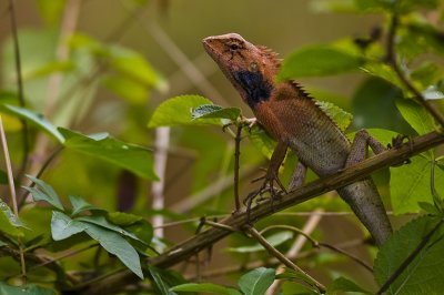 Hong Kong 香港 - 鳳園 Fung Yuen