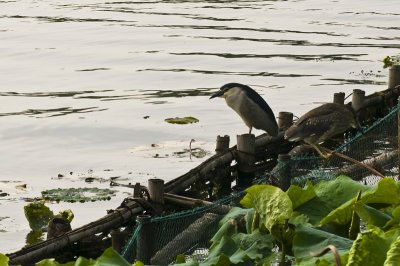 Hangzhou 杭州 - 西湖 West Lake