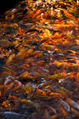 Qiandao Lake 千島湖 - 錦鯉 Koi