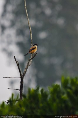 Hong Kong 香港 - 南生圍 Nam Sang Wai - 棕背伯勞  Long-tailed Shrike