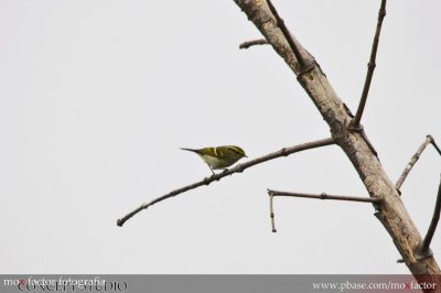 Hong Kong 香港 - 塱原 Long Valley - 黃眉柳鶯 Yellow-browed Warbler