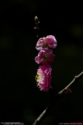 Hangzhou 杭州 - 梅花 Plum blossom