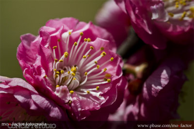 Hangzhou 杭州 - 梅花 Plum blossom