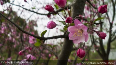 Hangzhou 杭州 - Sakura Blossoms