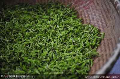 Hangzhou 杭州 - 龍井新茶 Long Jing Tea, before roasting