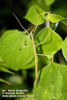 Walking Sticks