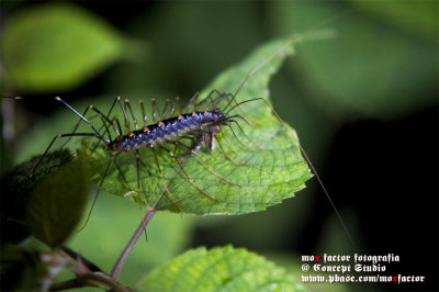 House centipedes