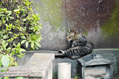 Tokyo 東京 - Cat