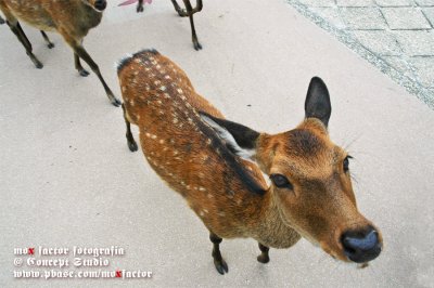 Miyajima 宮島 - Deer