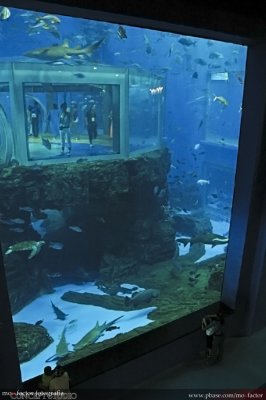 Dalian 大連 - 極地水族館 Jidi Aquarium - giant pane of glass...