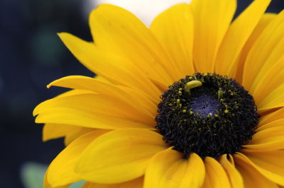 Black Eyed Susan