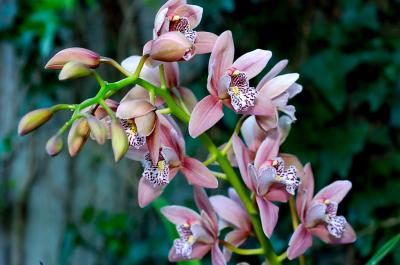 Muttart Conservatory