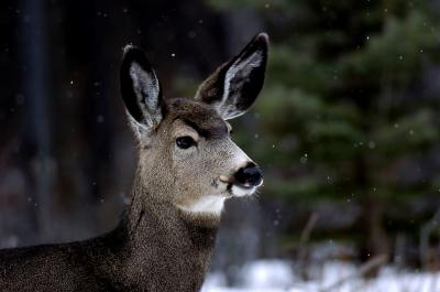 Mule Deer