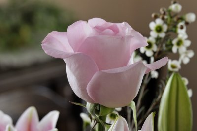 Pink Rose