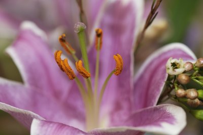 Lilly