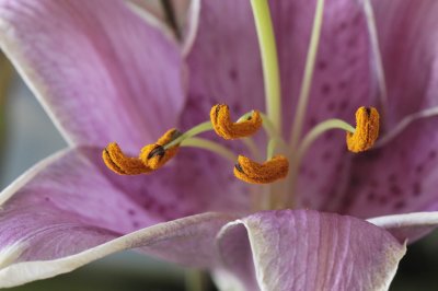 Pollen