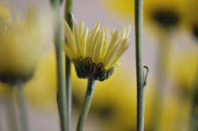 Shades of Yellow