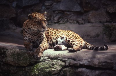 SD Zoo-Jaguar.jpg
