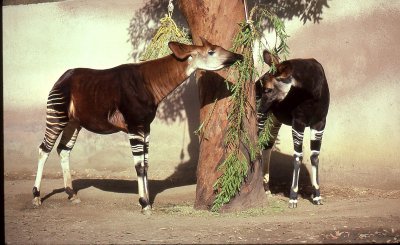 SD Zoo-Okapis .jpg