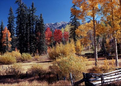 Fall Color on Hiway 550-Colorado.jpg