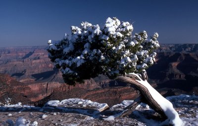 Grand Canyon-snow-leanin tree.jpg