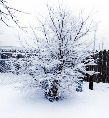 Snow covered small tree (bush?) in my  back yard